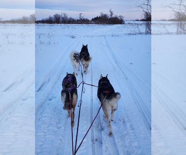 Medium Photo #1  Breeder Profile in FORT PLAIN, NY, USA