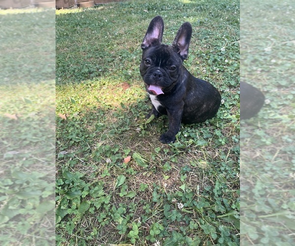 Medium Photo #4  Breeder Profile in CLEVELAND, NC, USA