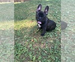 Small #3 Breeder Profile image