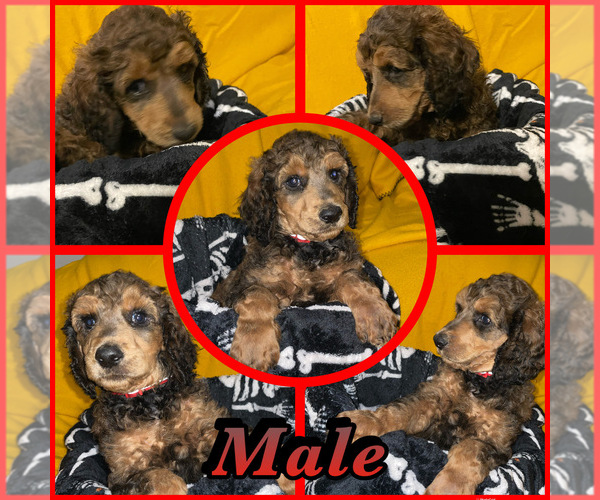 Medium Photo #1  Breeder Profile in TOLEDO, OH, USA