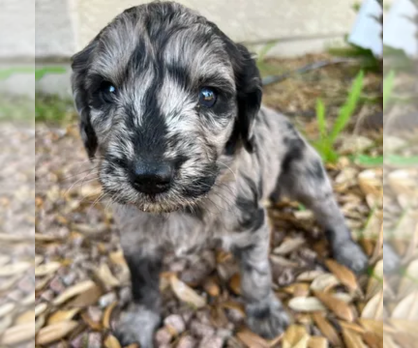 Medium Photo #19  Breeder Profile in GILBERT, AZ, USA