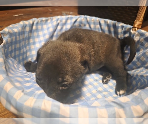 Medium Photo #4  Breeder Profile in GENOA, IL, USA