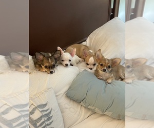 Chihuahua Dog Breeder near COLUMBIA, SC, USA