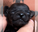 Small breeder photo