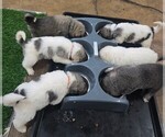 Small #7 Breeder Profile image