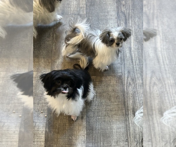 Medium Photo #1  Breeder Profile in HOMOSASSA, FL, USA