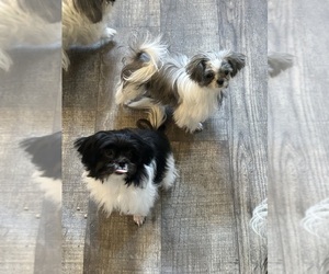 Mi-Ki Dog Breeder near HOMOSASSA, FL, USA