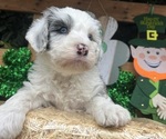 Small #4 Breeder Profile image
