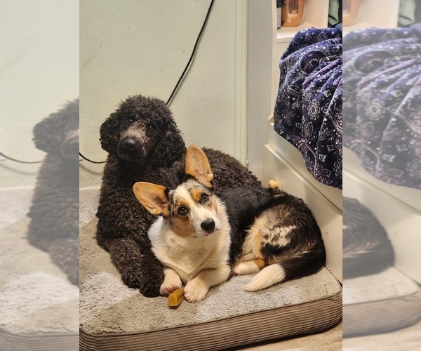 Medium Photo #1  Breeder Profile in CLAYTON, WA, USA