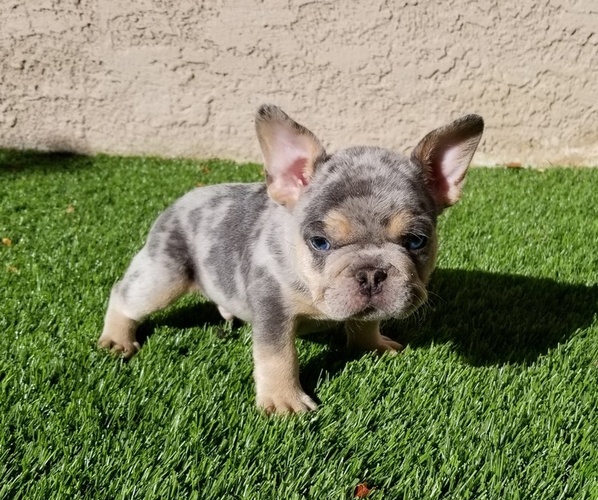 Medium Photo #46  Breeder Profile in LAS VEGAS, NV, USA