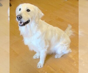 Golden Retriever Dog Breeder near INGLESIDE, TX, USA