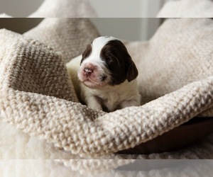 Main photo of Labradoodle Dog Breeder near CRESTLINE, OH, USA