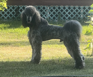 Poodle (Standard) Dog Breeder in VAUGHN,  USA