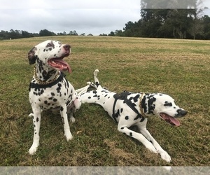 Dalmatian Dog Breeder near GREENSBORO, NC, USA