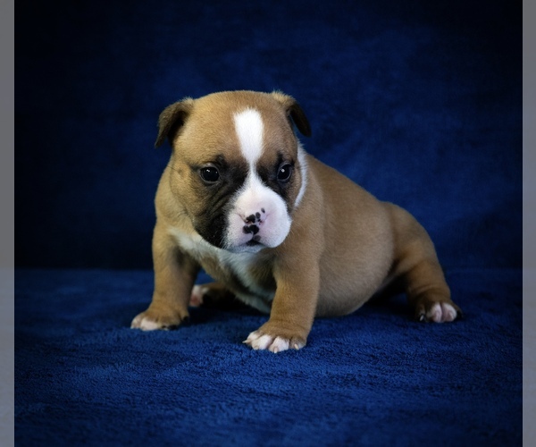 Medium Photo #16  Breeder Profile in ATLANTA, GA, USA