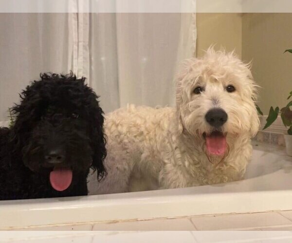 Medium Photo #1  Breeder Profile in DENVER, CO, USA
