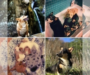 Aussie-Corgi Dog Breeder near ESPERANCE, NY, USA