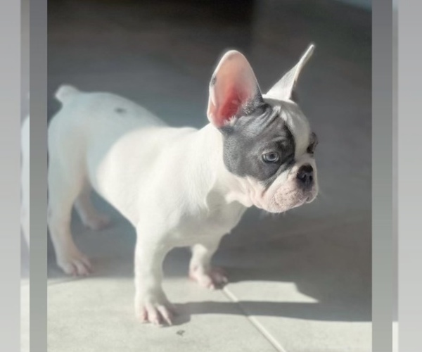 Medium Photo #1  Breeder Profile in WIMAUMA, FL, USA