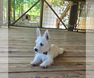 West Highland White Terrier Dog Breeder near TALLASSEE, AL, USA