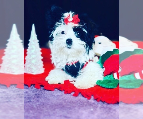 Medium Photo #1  Breeder Profile in RAHWAY, NJ, USA