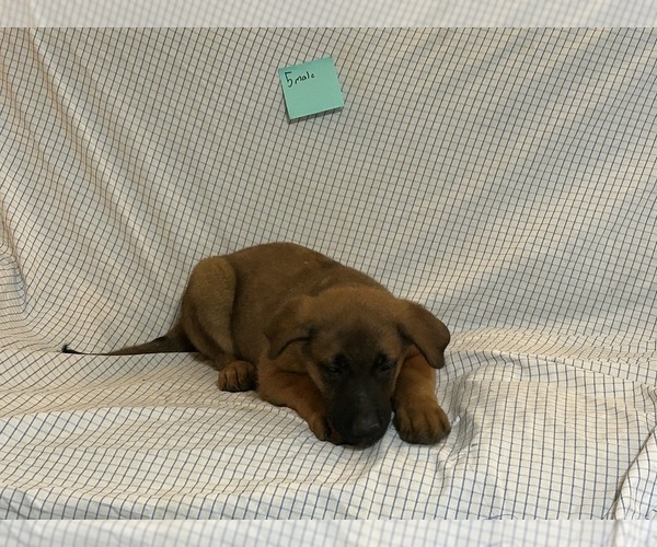 Medium Photo #6  Breeder Profile in COVINGTON, GA, USA