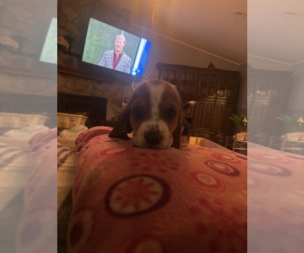 Medium Photo #3  Breeder Profile in PICKERINGTON, OH, USA