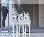 Small #4 Breeder Profile image