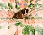 Small #8 Breeder Profile image