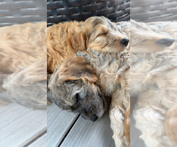 Medium Photo #6  Breeder Profile in CORVALLIS, OR, USA