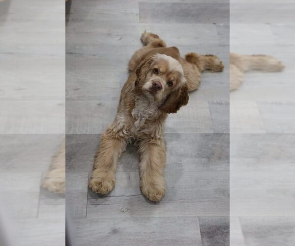 Medium Photo #65  Breeder Profile in Aylmer, Ontario, Canada