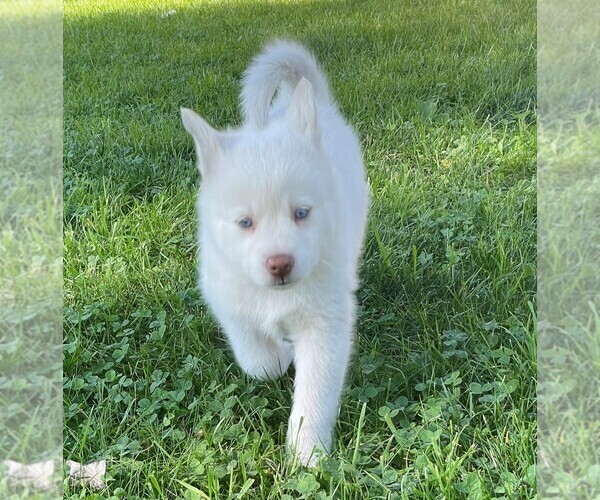 Medium Photo #1  Breeder Profile in WOODSTOCK, CT, USA