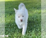 Small breeder photo