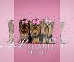 Small #1 Breeder Profile image