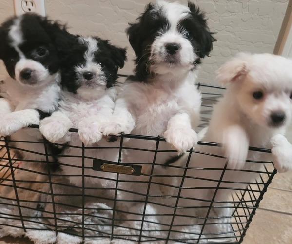 Medium Photo #1  Breeder Profile in PHOENIX, AZ, USA