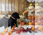 Small #72 Breeder Profile image