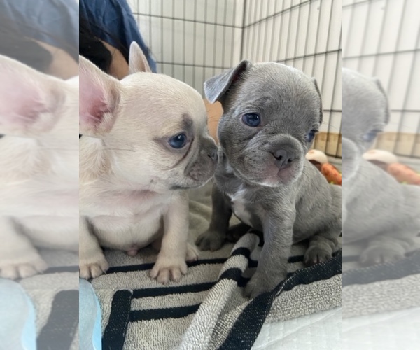 Medium Photo #1  Breeder Profile in FAYETTEVILLE, NC, USA