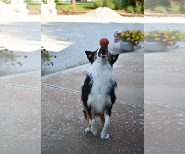 Medium Photo #21  Breeder Profile in GOSHEN, KY, USA