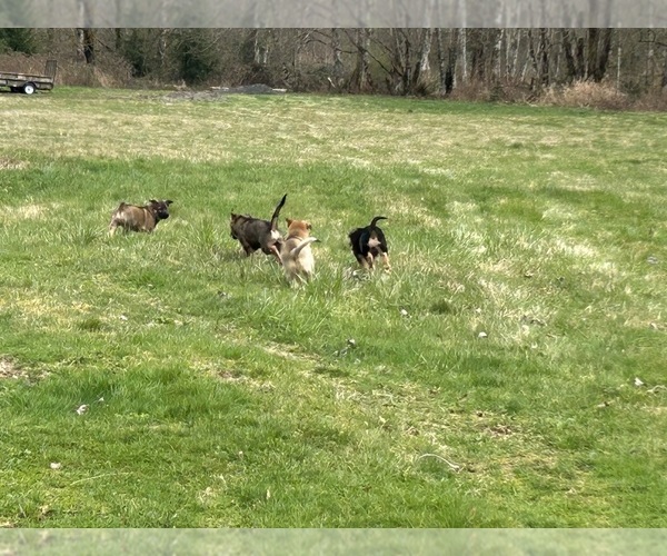 Medium Photo #10  Breeder Profile in DEMING, WA, USA