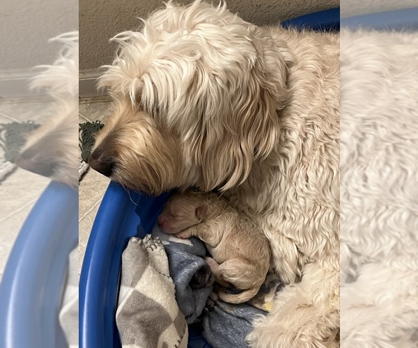 Medium Photo #7  Breeder Profile in WHITMORE, CA, USA