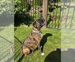 Small #1 Breeder Profile image