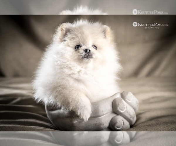 Medium Photo #8  Breeder Profile in CHARLOTTE, NC, USA