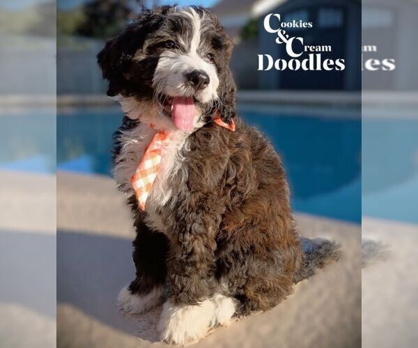 Medium Photo #1  Breeder Profile in MESA, AZ, USA