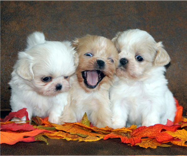 Medium Photo #1  Breeder Profile in Walworth, NY, USA