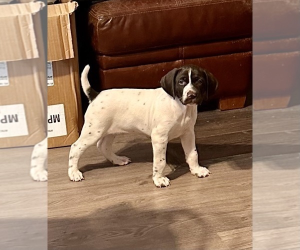 Medium Photo #22  Breeder Profile in LEXINGTON, SC, USA