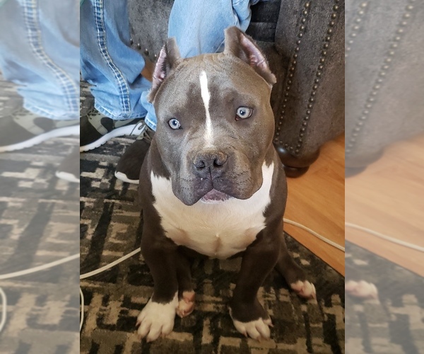 Medium Photo #1  Breeder Profile in TULSA, OK, USA