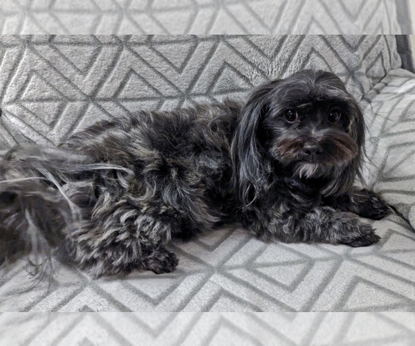 Medium Photo #5  Breeder Profile in POST FALLS, ID, USA