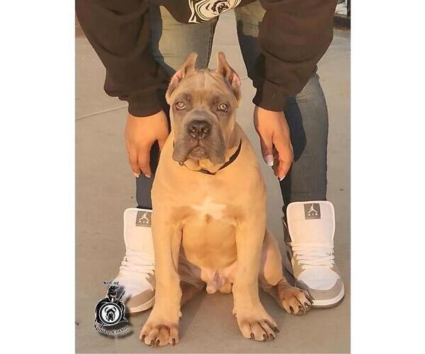 Medium Photo #4  Breeder Profile in HIGHLAND, CA, USA