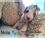Small #136 Breeder Profile image