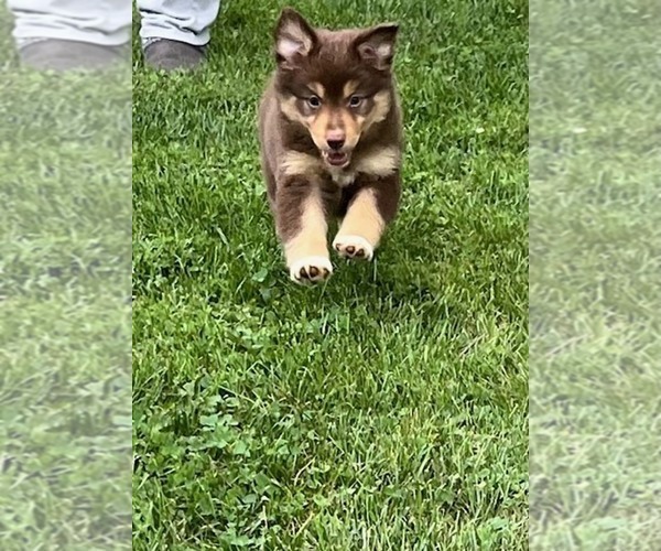 Medium Photo #5  Breeder Profile in WENTZVILLE, MO, USA