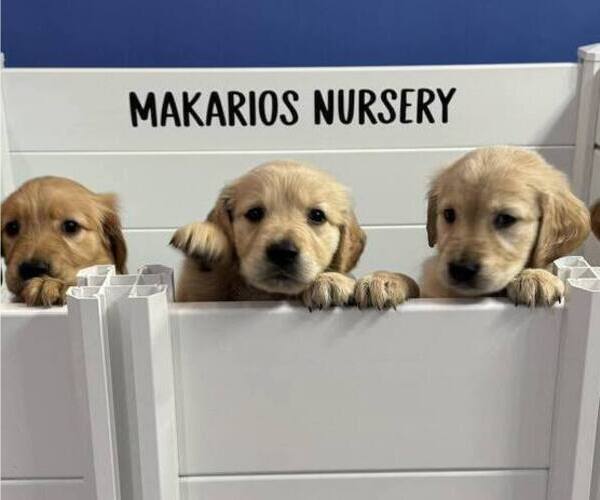 Medium Photo #2  Breeder Profile in CONWAY, SC, USA